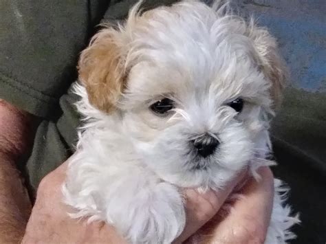 Contact information for aktienfakten.de - The current median price of Shih Poo Shihpoos in Ohio is $537.50. This is the price you can expect to pay for the Shih-Poo - Shihpoo breed without breeding rights. If you require a pup with breeding rights or for show quality with a top pedigree then expect to pay from $2,200 upwards to $3,600 or even more.
